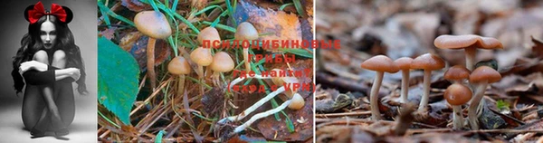 наркотики Волосово